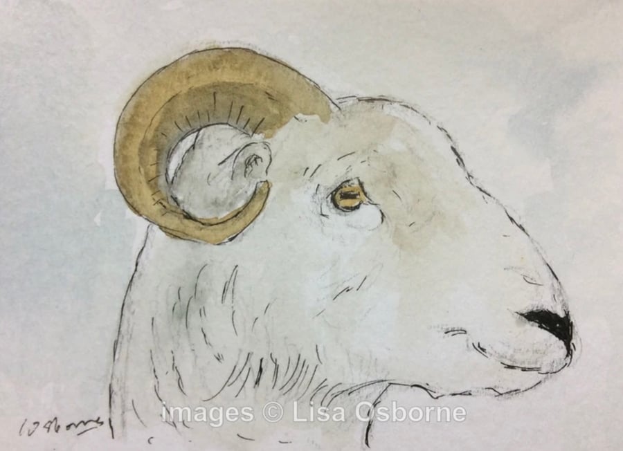 Sheep - original watercolour miniature of a ram