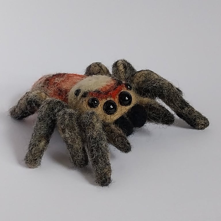 Jumping spider 
