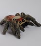 Jumping spider  - Image 1