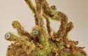 MOSS MONSTERS