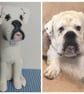 Dog Keepsakes  - Image 3