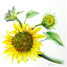 Sunflower Botanical Blank Greeting Card from Original Watercolour Painting