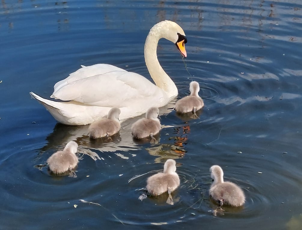Greeting Card Swans on Norfolk Fen Photo Card A5