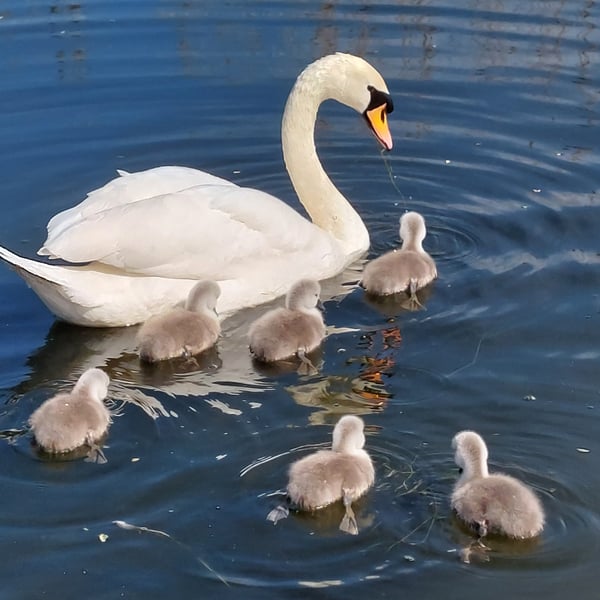 Greeting Card Swans on Norfolk Fen Photo Card A5