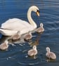 Greeting Card Swans on Norfolk Fen Photo Card A5 - Image 1
