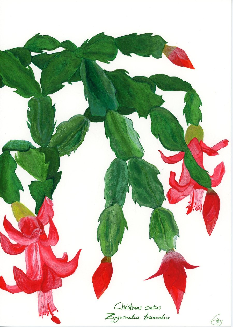 Christmas cactus card (card packs of 4, 8 and 12 are available in options)