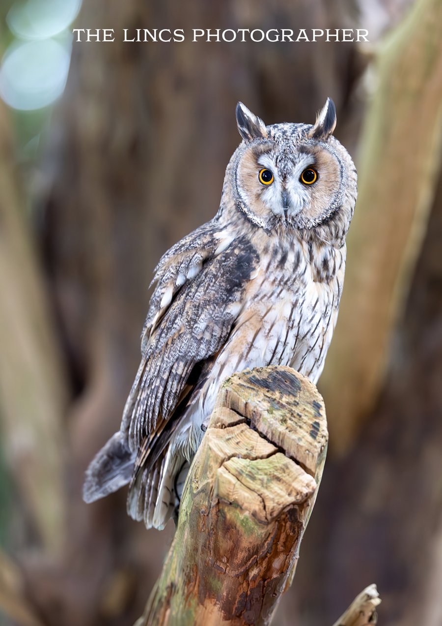 Long Eared Owl print (Limited edition of 10)