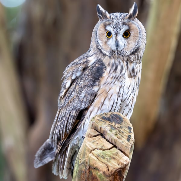 Long Eared Owl print (Limited edition of 10)