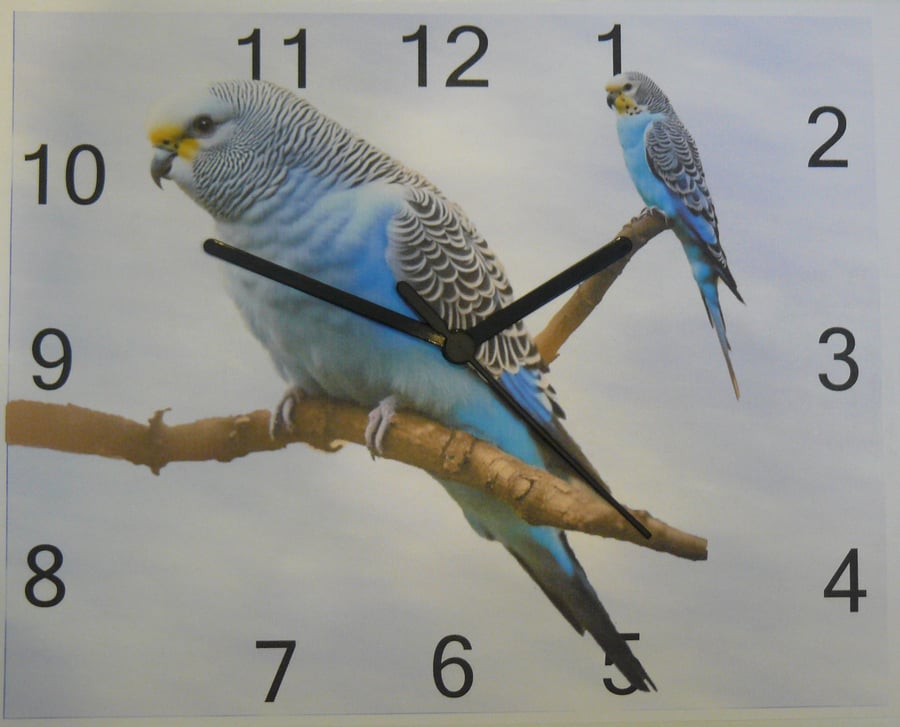 budgie wall clock blue budgie clock