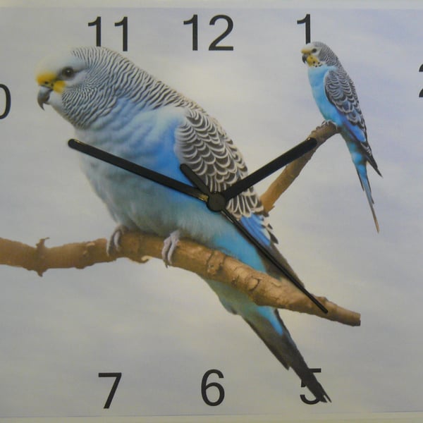 budgie wall clock blue budgie clock