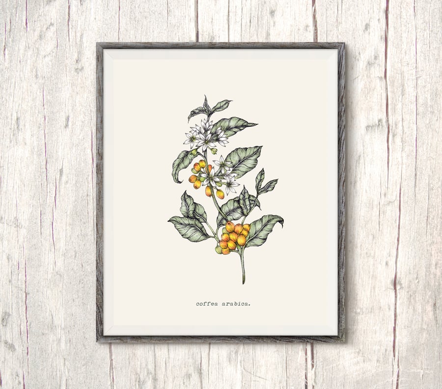 Coffee Plant Print Ink Illustration Botanical Floral 8x10"