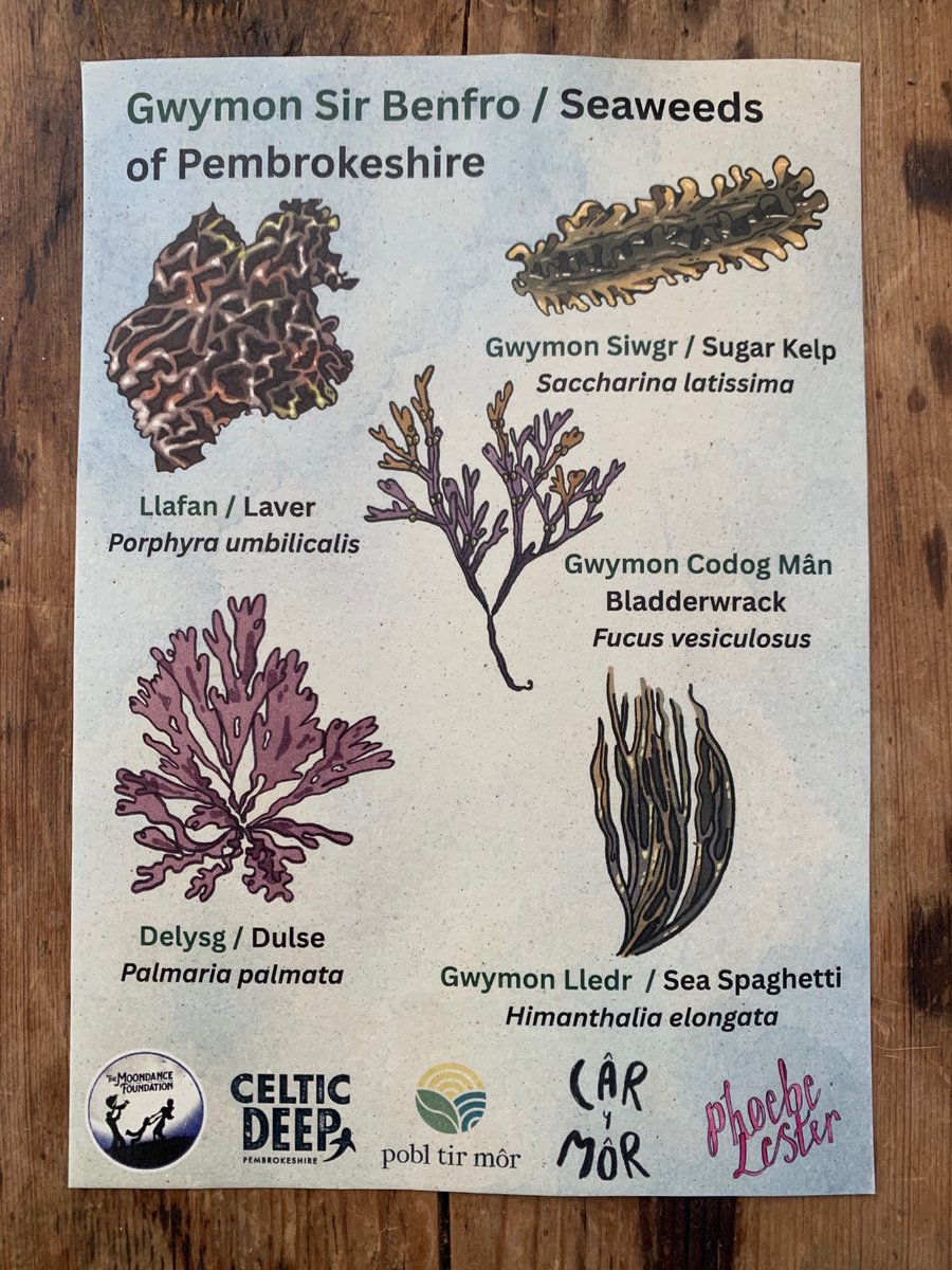 Seaweeds of Pembrokeshire A5 Identification Card