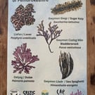 Seaweeds of Pembrokeshire A5 Identification Card
