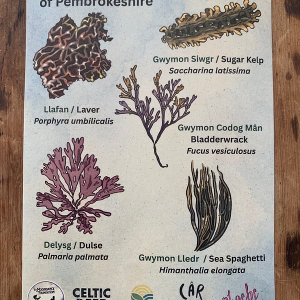 Seaweeds of Pembrokeshire A5 Identification Card