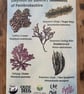 Seaweeds of Pembrokeshire A5 Identification Card
