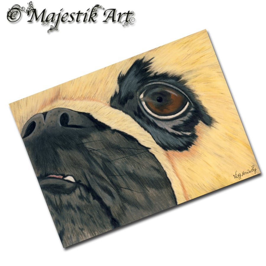 Archival ACEO Pug Print 'Close up' By V Kenworthy