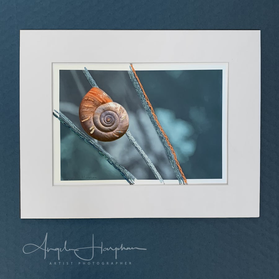 Fine Art Photograph with Embroidery - Snail on Grass Stalk