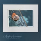 Fine Art Photograph with Embroidery - Snail on Grass Stalk