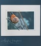 Fine Art Photograph with Embroidery - Snail on Grass Stalk - Image 1