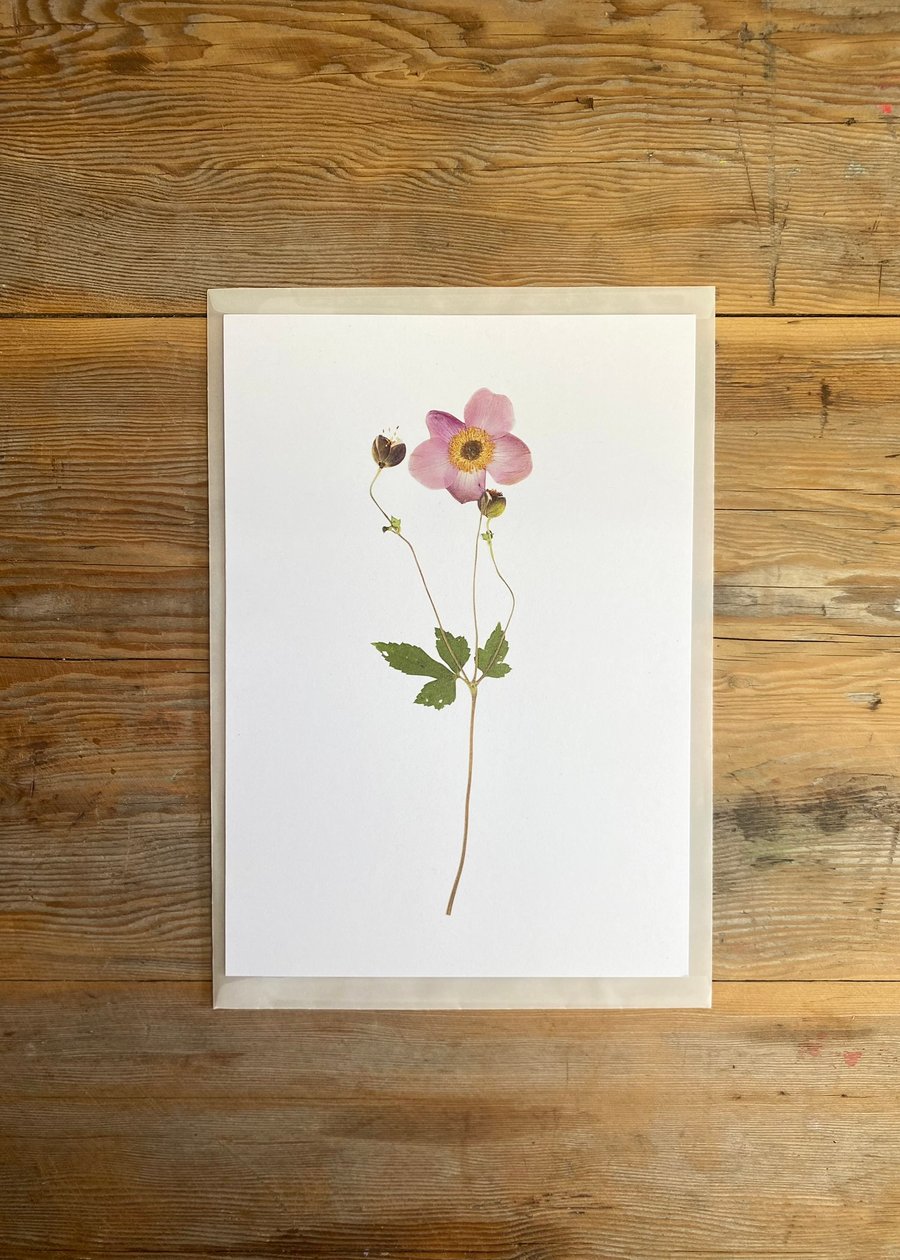 Anemone flower art print