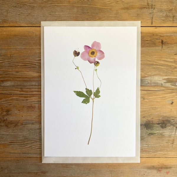 Anemone flower art print
