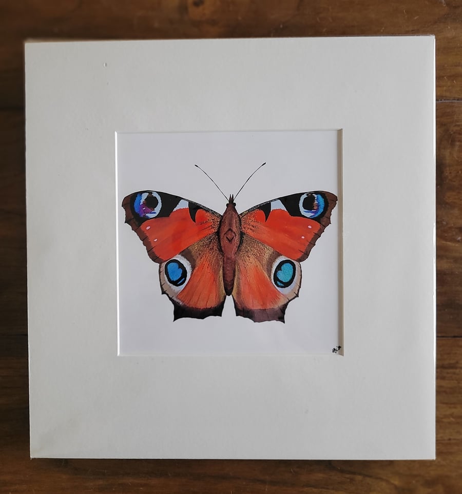 Large Square Peacock Butterfly Print