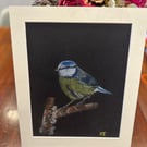 Original Chalk Pastel Painting - Bluetit - Garden birds - Framed 