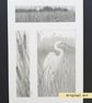 Pencil drawings 2 - Egret, Landscape and reedmace, original art, A5 drawing