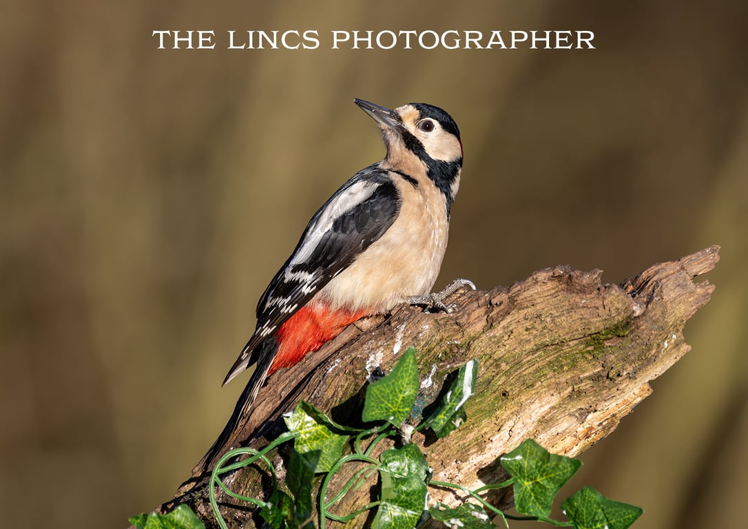 Woodpecker print (Limited edition of 10)