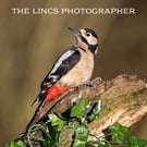 Woodpecker print (Limited edition of 10)