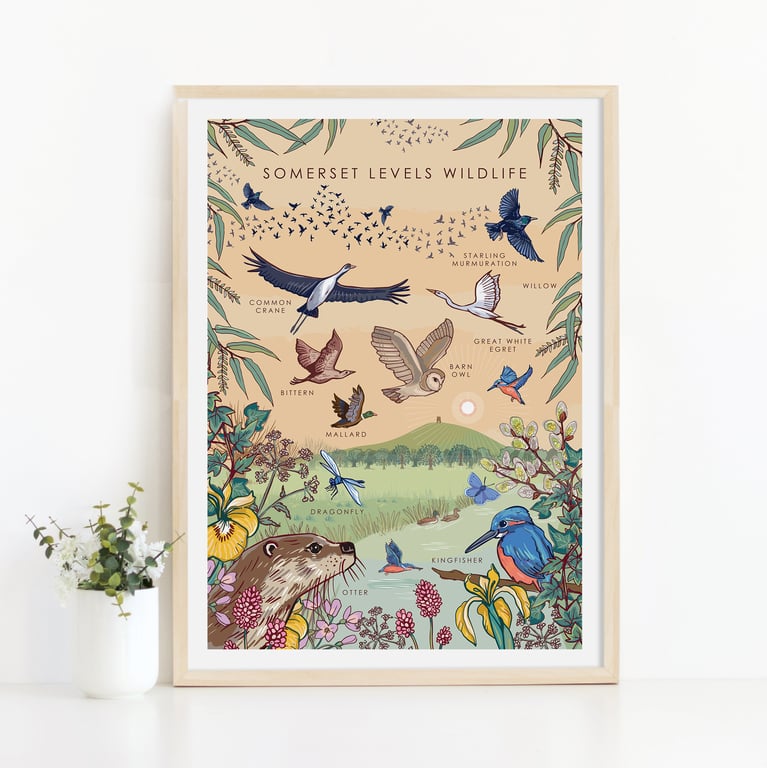 Somerset Levels Wildlife Nature Guide Wall Art Print A4 Unframed 