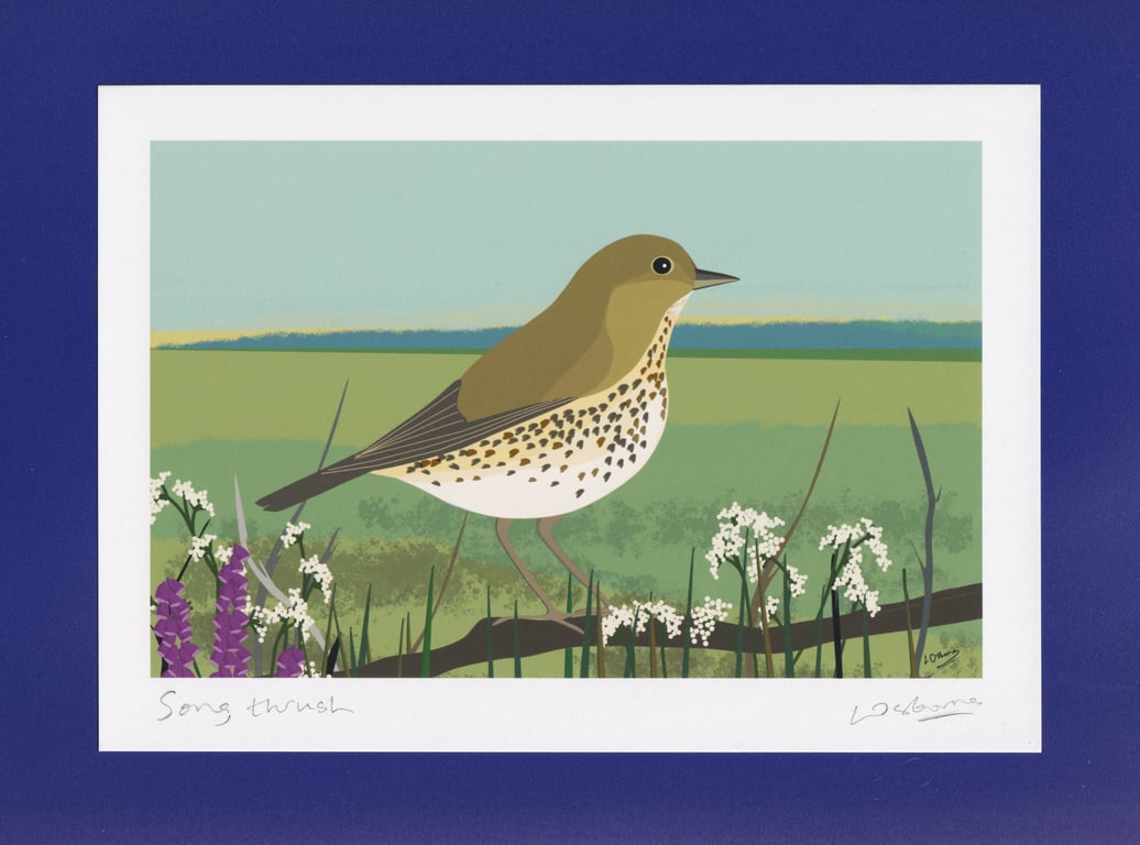 Song thrush - A5 bird art print - garden birds