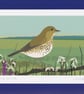 Song thrush - A5 bird art print - garden birds - Image 1