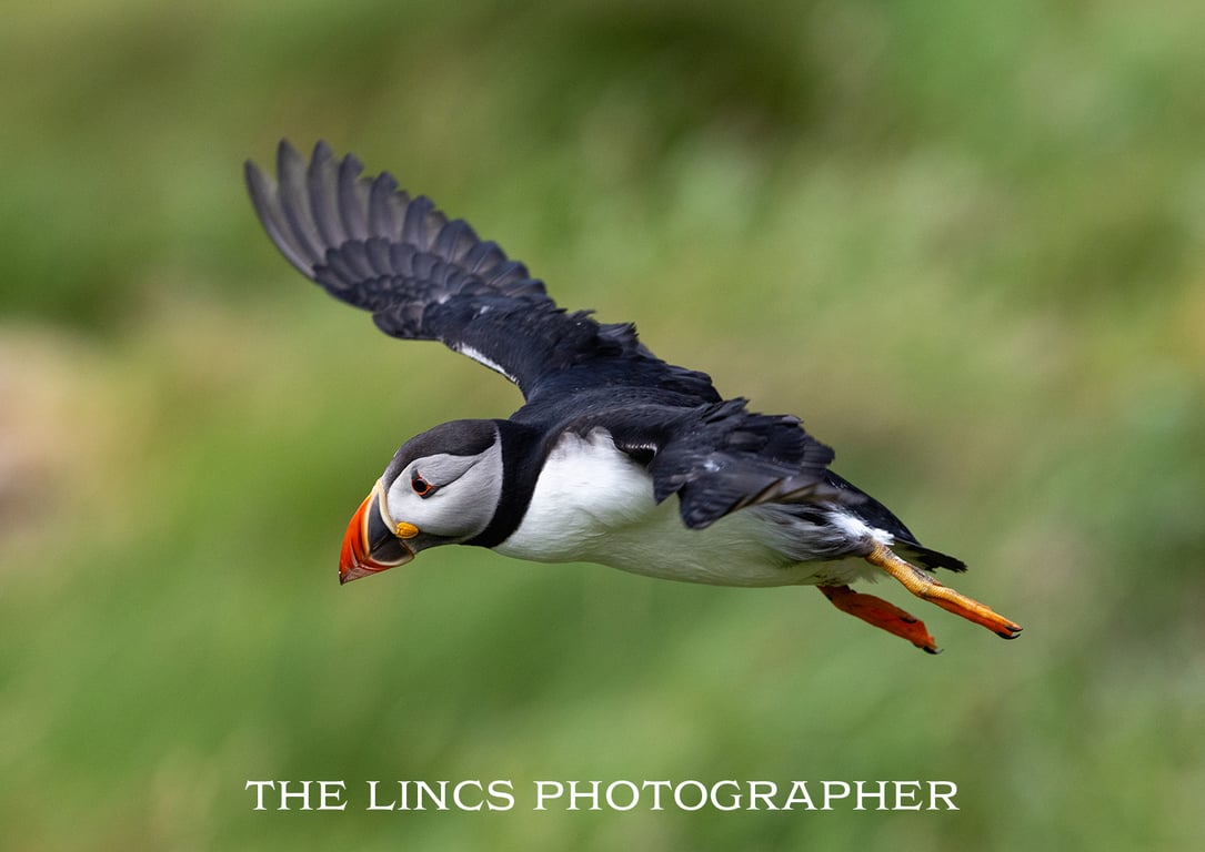 Puffin in flight print (Limited edition of 10)