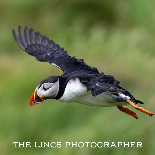 Puffin in flight print (Limited edition of 10)