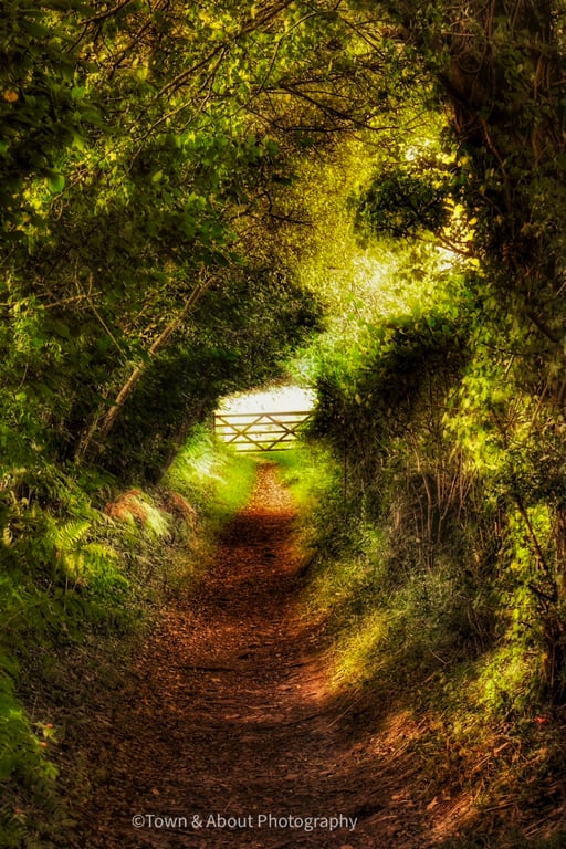 Woodland Path, Autumn Trees, Wales
