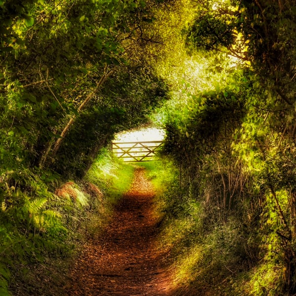 Woodland Path, Autumn Trees, Wales – Print and Framed Options Available