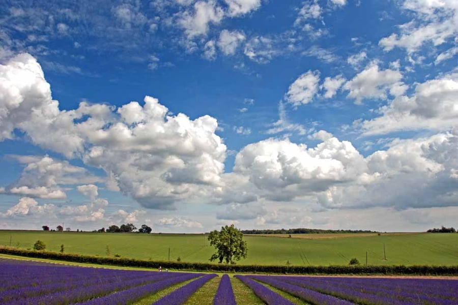 Lavender Field Purple Flowers Cotswolds Photograph Print