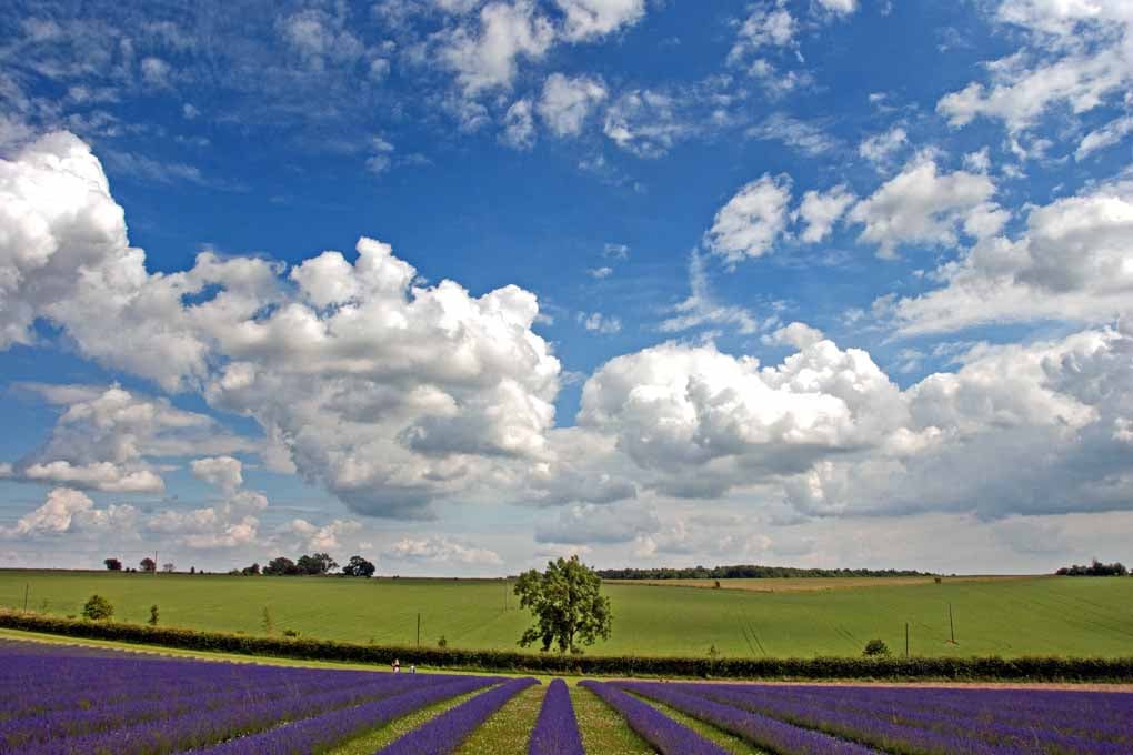 Lavender Field Purple Flowers Cotswolds Photograph Print