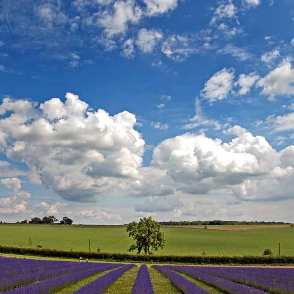 Lavender Field Purple Flowers Cotswolds Photograph Print