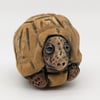 Tortoise - Little Creatures Range
