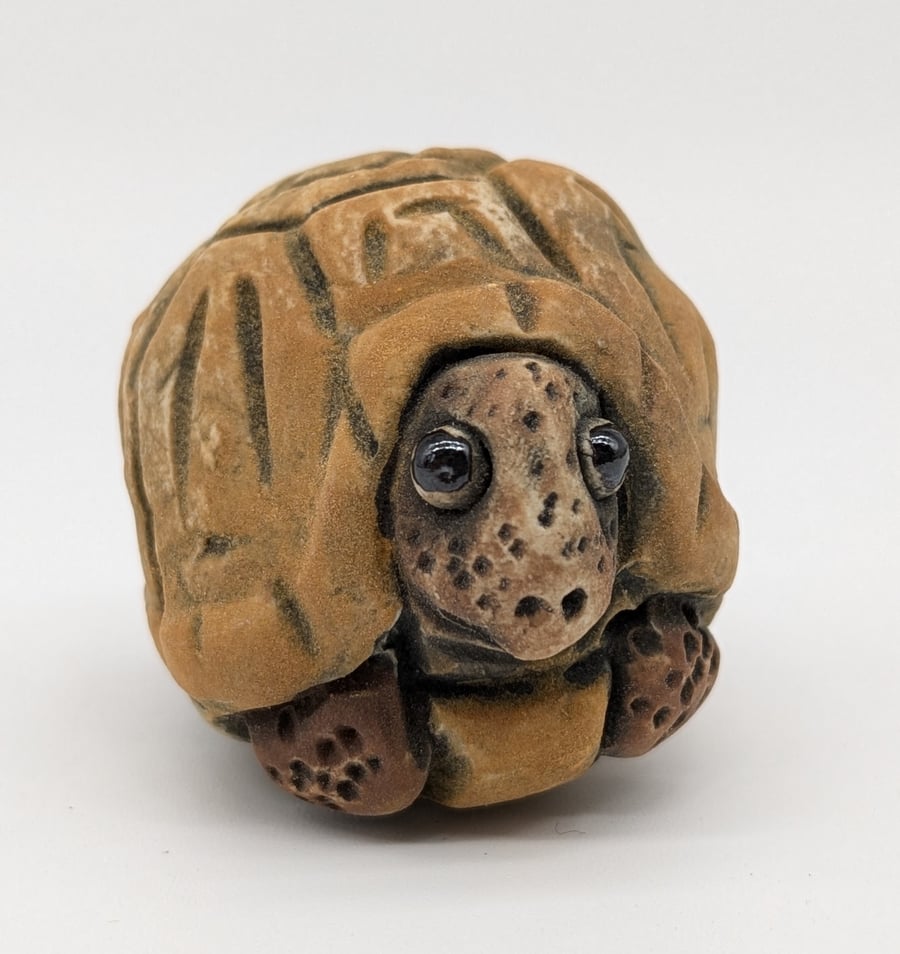 Tortoise - Little Creatures Range