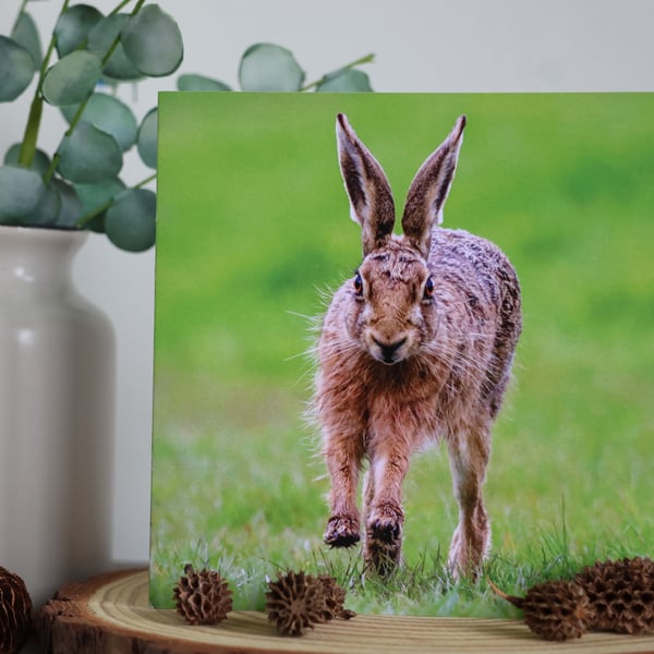 Bounding Along - Hare - Blank Greetings Card