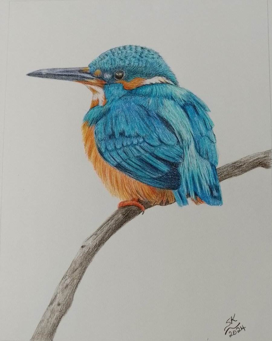 Beautiful Kingfisher - Original Colour Pencil Drawing 9" x 7"