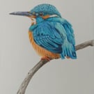 Beautiful Kingfisher - Original Colour Pencil Drawing 9" x 7"