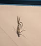 Fishing Flies, a signed print of an original painting - Image 2