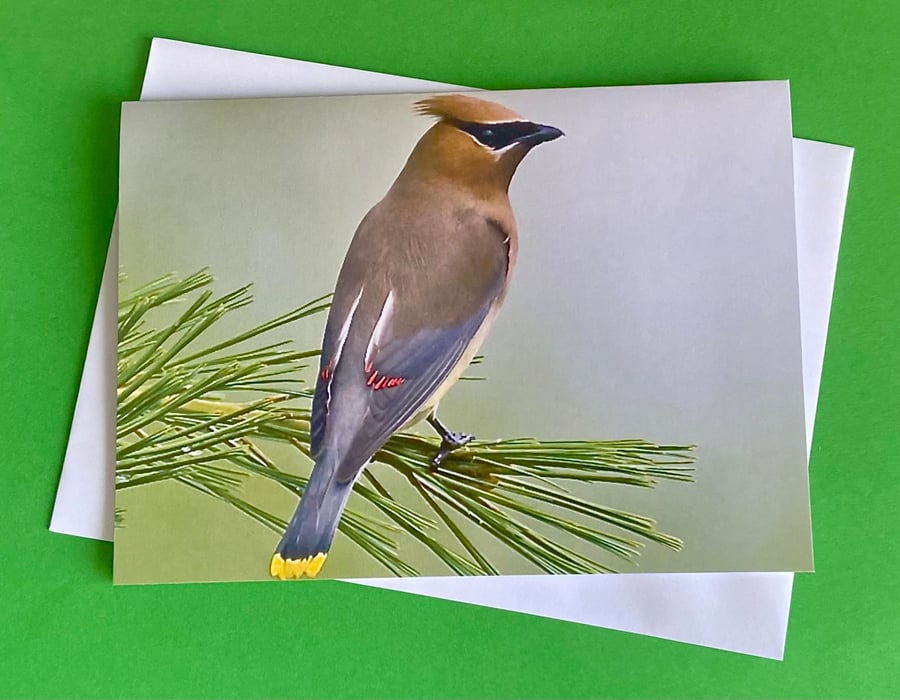 Waxwing on a Branch - Photographic Print Greetings Card