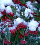 Snowy Berries Photo Greetings Card, Christmas Card, Yule Card - Image 2