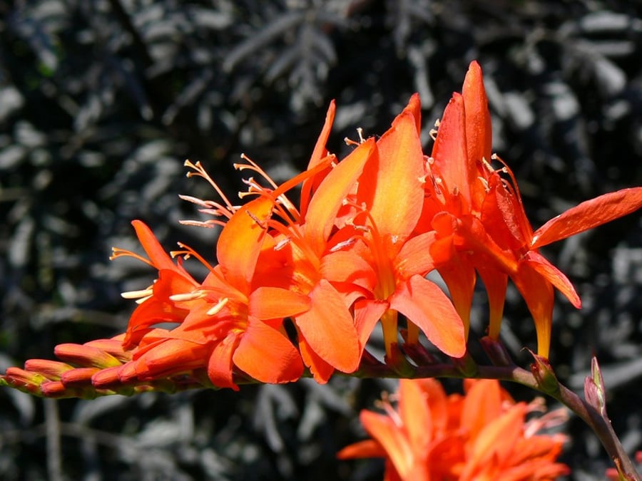 A5 Card - Crocosmia