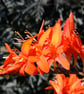 A5 Card - Crocosmia - Image 1